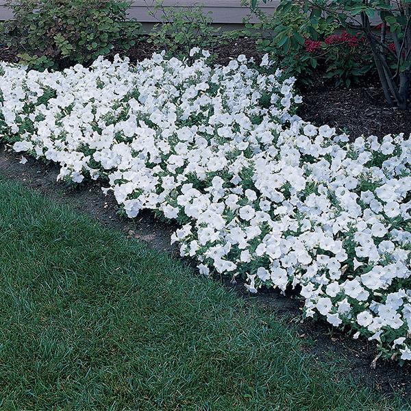 Easy Wave® White Landscape