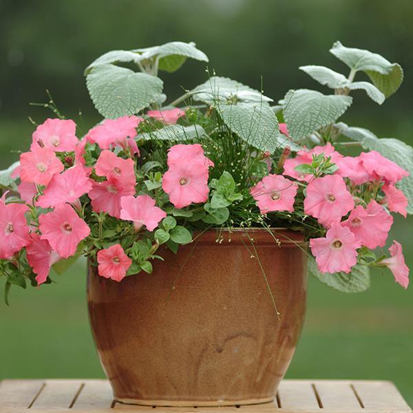 Easy Wave® Coral Reef Project