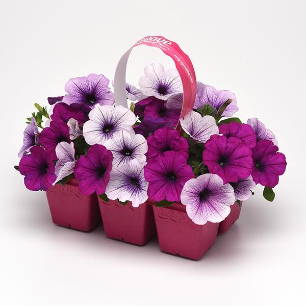 Easy Wave® Plum Pudding Mixture Pot