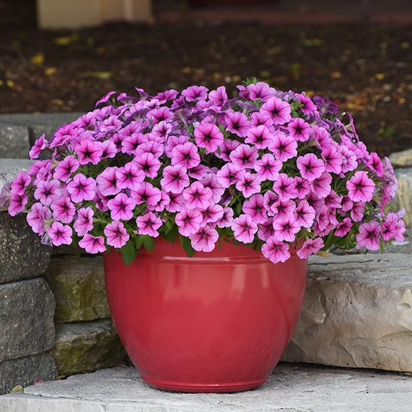 Easy Wave® Rose Fusion Container 1