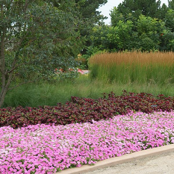 Shock Wave® Pink Shades Landscape