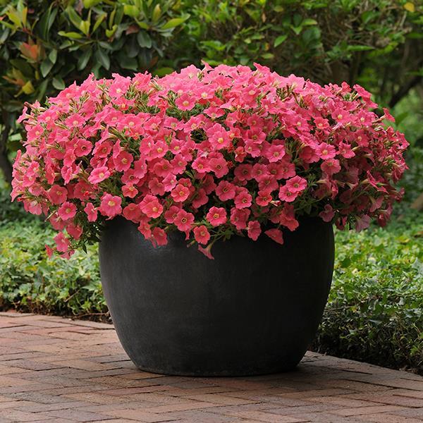 Shock Wave® Coral Crush Container 1