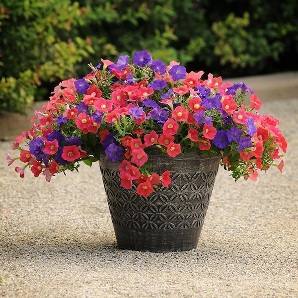 Shock Wave® Coral Crush Container 2