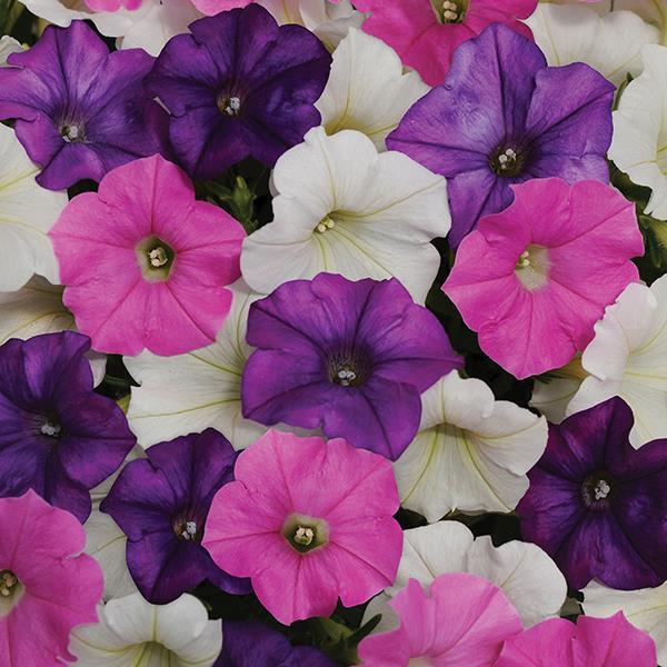 Shock Wave® Spark Mixture Bloom