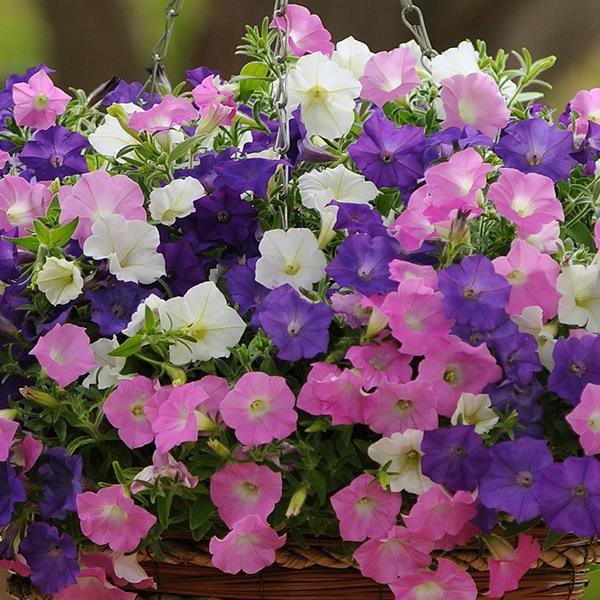 Shock Wave® Spark Mixture Container 2