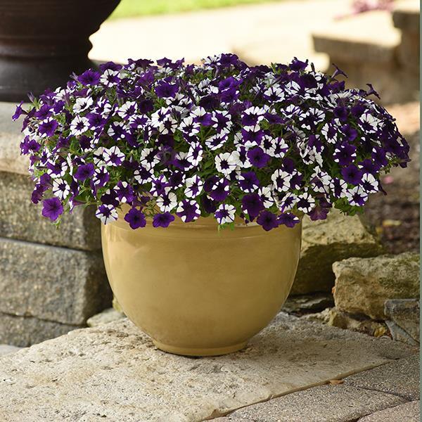 Shock Wave® Purple Tie Dye Container 1