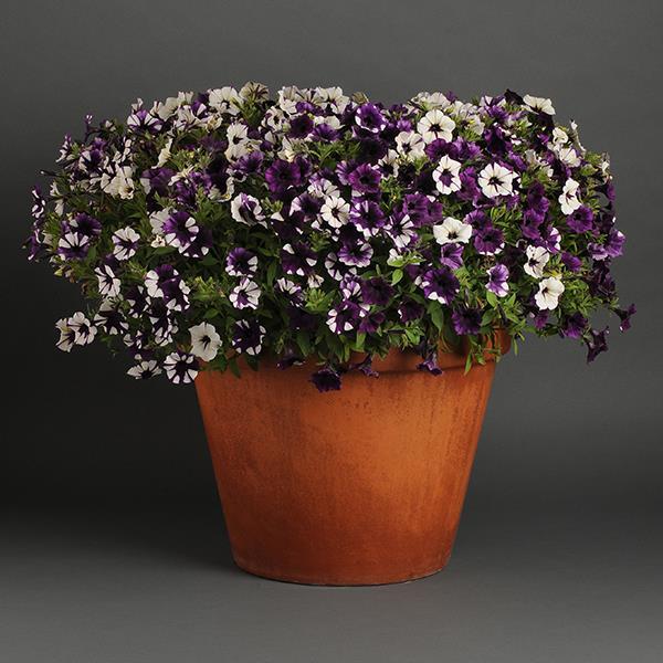 Shock Wave® Purple Tie Dye Container 2