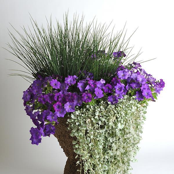 Shock Wave® Denim Project