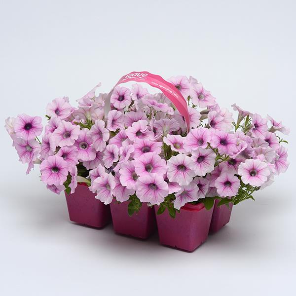 Shock Wave® Pink Vein Pot