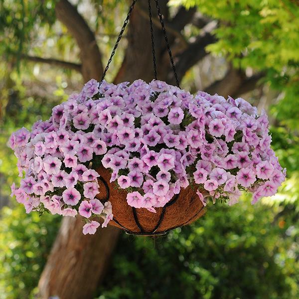 Shock Wave® Pink Vein Container 1