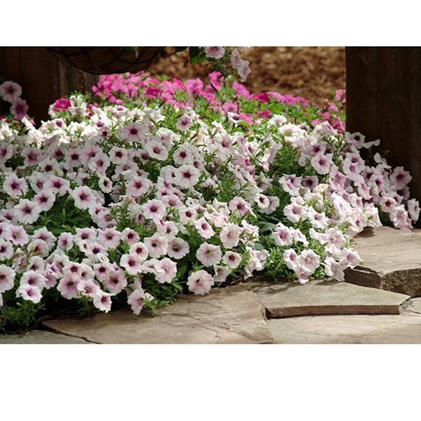 Shock Wave® Pink Vein Landscape