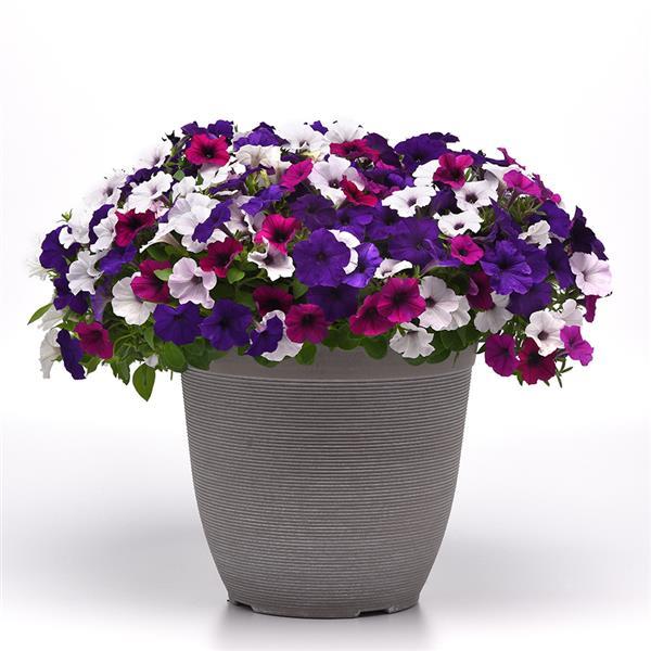 Shock Wave® Violet Project