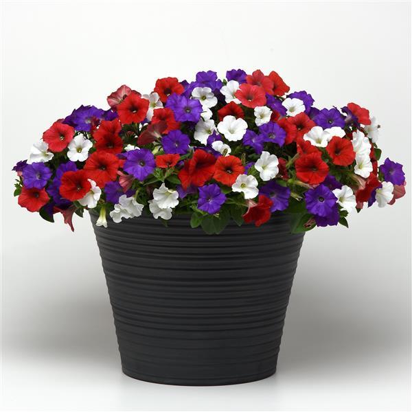 Shock Wave® Red Improved Project