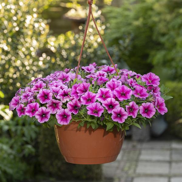 Shock Wave® Rose Vein Container 1