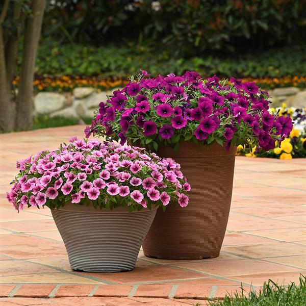 Shock Wave® Rose Vein Landscape