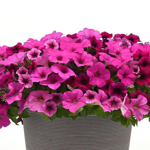 Shock Wave® Rose Vein Project