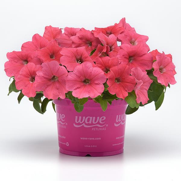 New Wave® Coral Pot