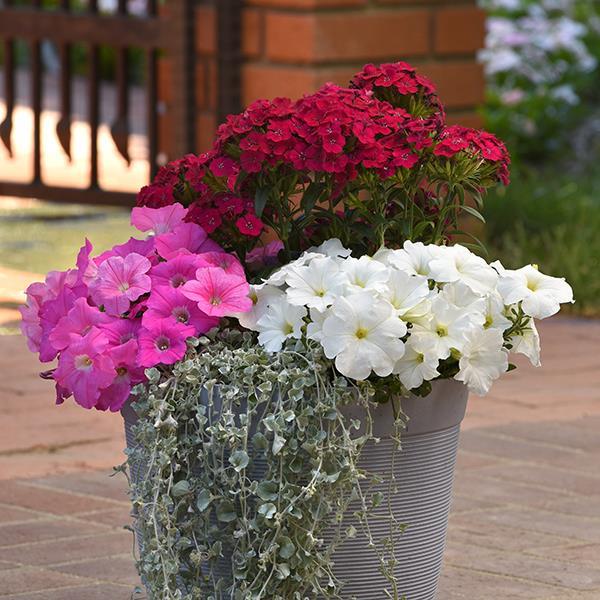 New Wave® Pink Project