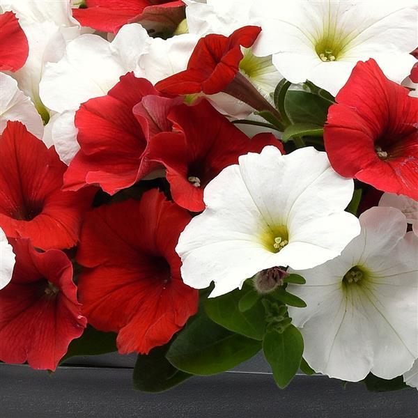 New Wave® Peppermint Mixture Landscape