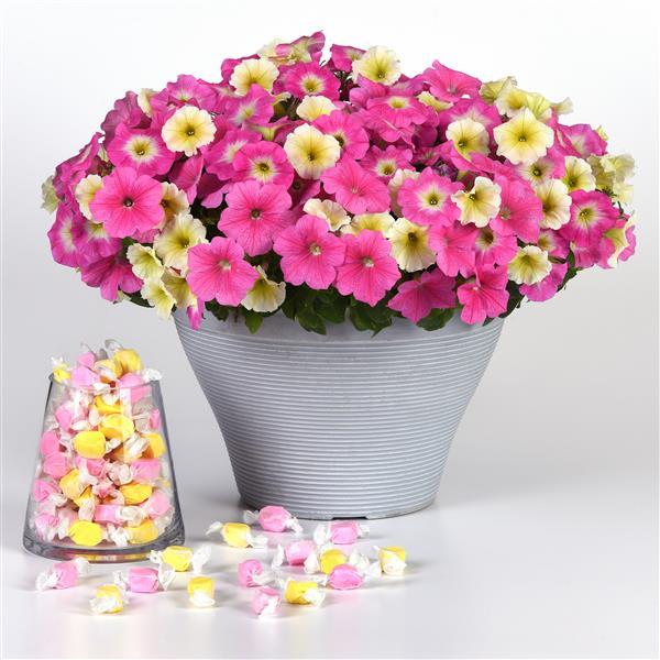 New Wave® Sweet Taffy Mixture Project