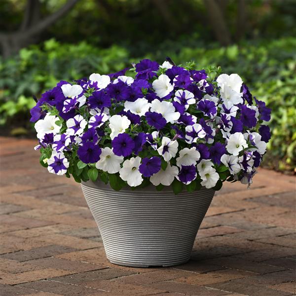 New Wave® Déjà Vu Mixture Container 2