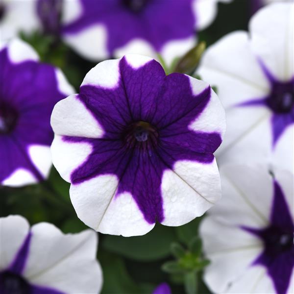 New Wave Midnight Marble