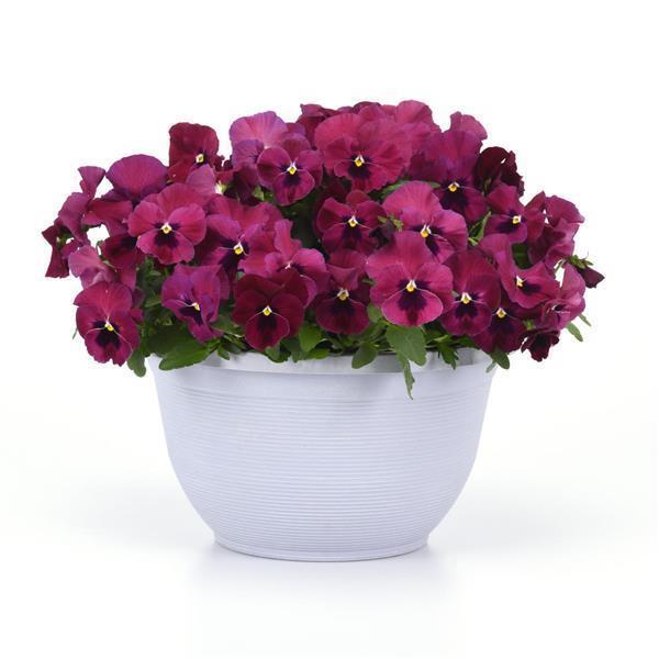 Top Wave™ Rose Blotch Container 1