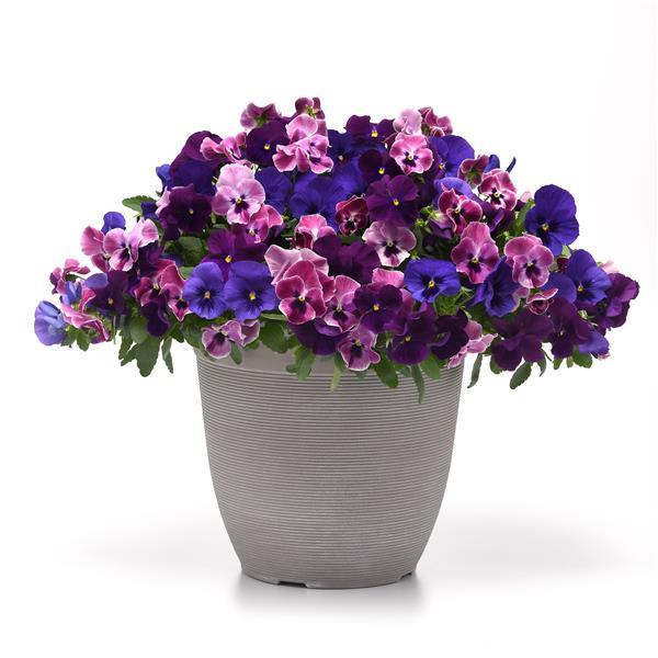 Top Wave™ Blue Blotch Project