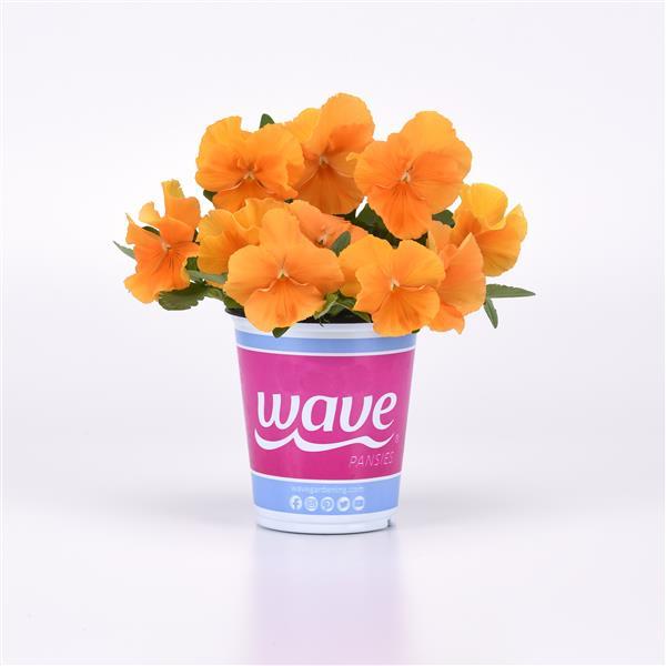 Top Wave™ Orange Pot