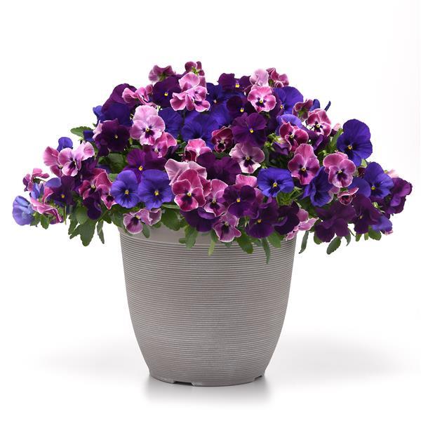 Top Wave™ Elevation Mixture Container 1