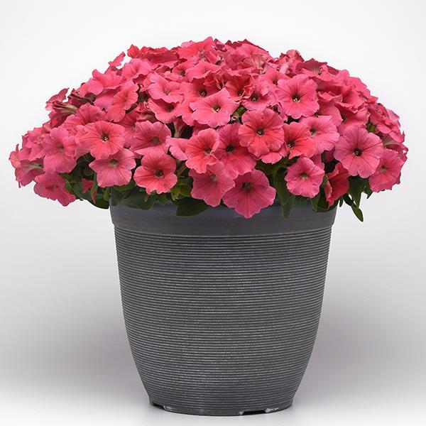 New Wave® Coral Container 1