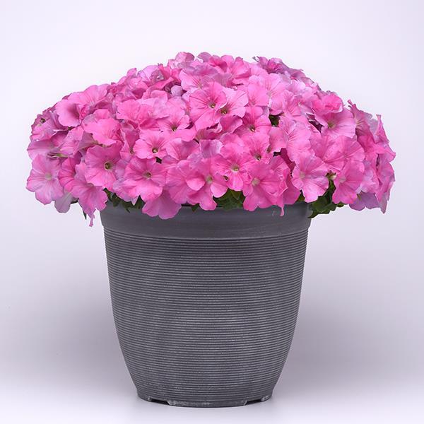 New Wave® Pink Container 1