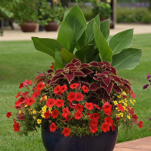 New Wave® Red Project