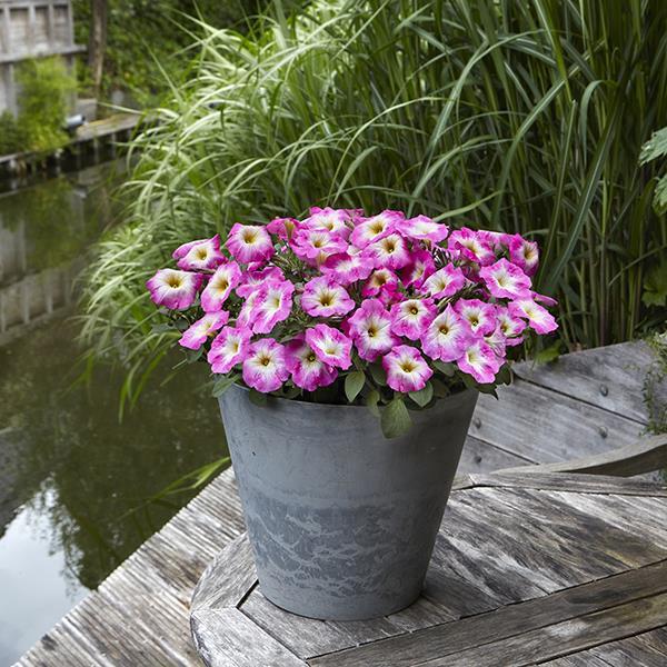 New Wave® Rose Morn Container 1