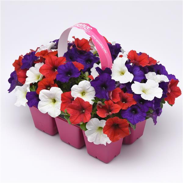 New Wave® Red White and Blue Mixture Pot