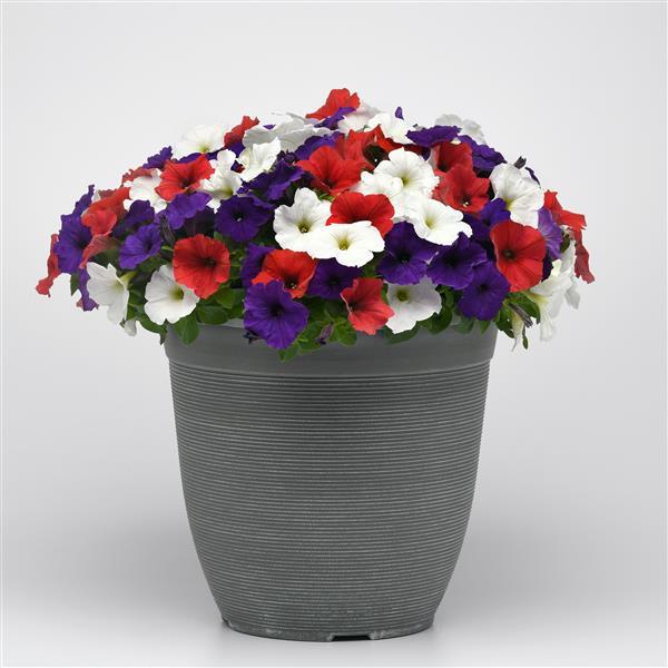 New Wave® Red White and Blue Mixture Container 2