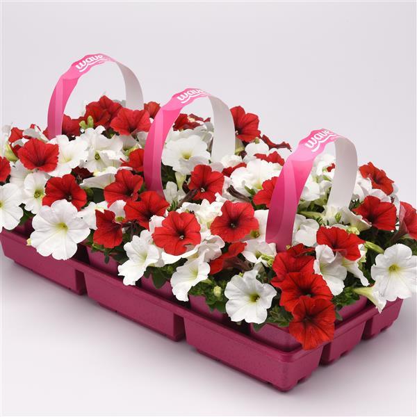 New Wave® Peppermint Mixture Project