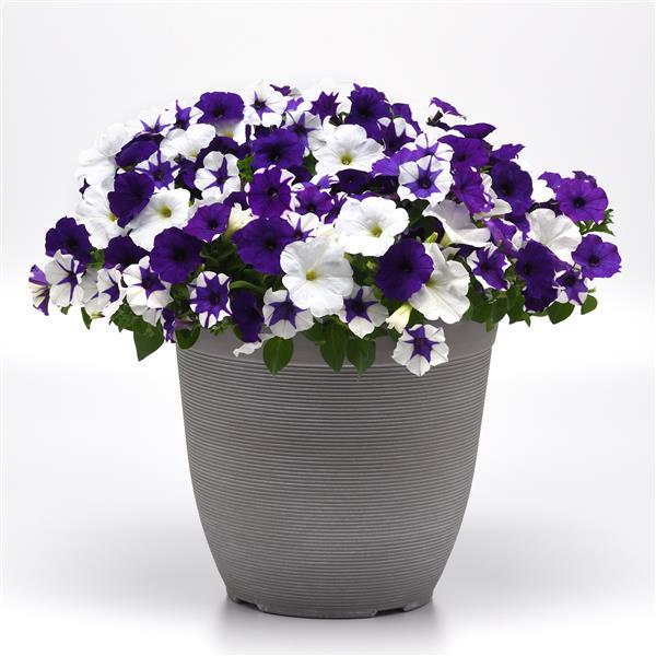 New Wave® Déjà Vu Mixture Container 1