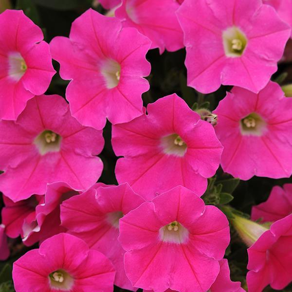 Shock Wave Rose
