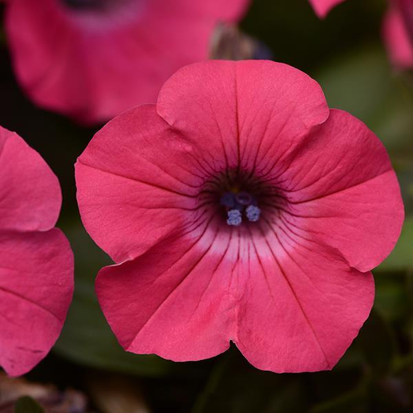 Tidal Wave Hot Pink