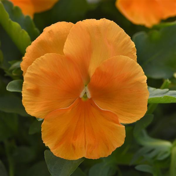 Top Wave Orange