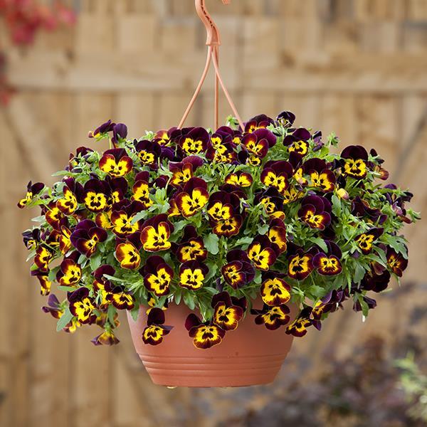 Cool Wave® Fire Container 2
