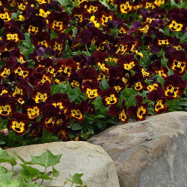 Cool Wave® Fire Landscape