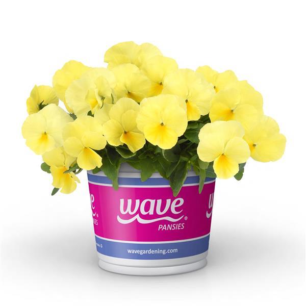 Cool Wave® Lemon Pot