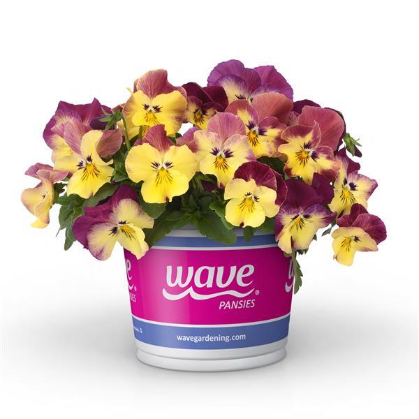 Cool Wave® Strawberry Swirl Pot