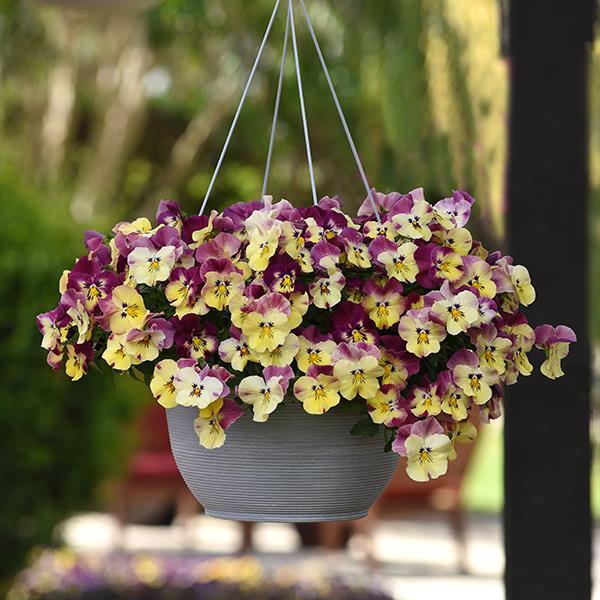 Cool Wave® Strawberry Swirl Container 2
