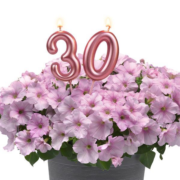 Easy Wave® Pink Pearl Landscape