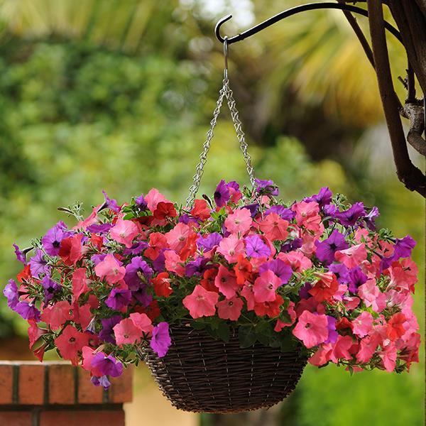 Easy Wave® South Beach Mixture Container 1