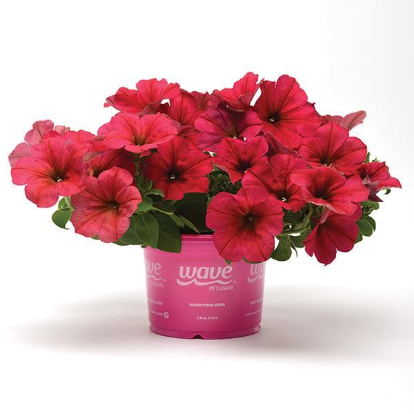 Easy Wave® Berry Velour Pot