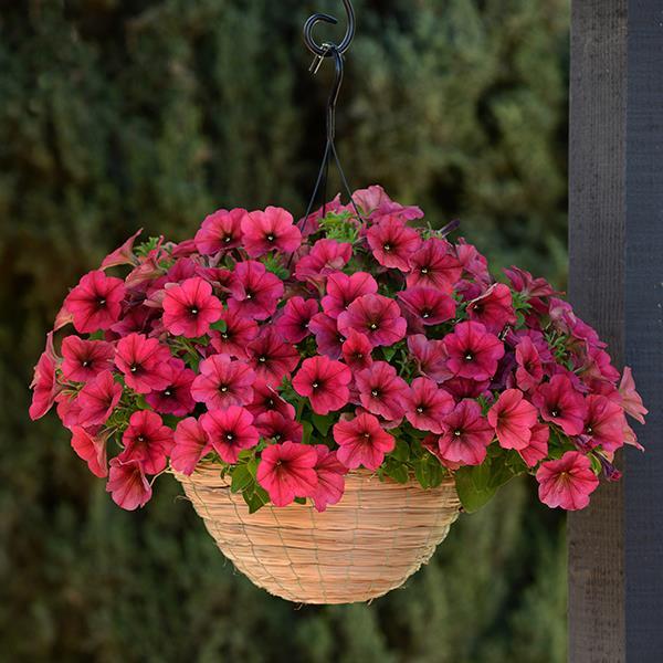 Easy Wave® Berry Velour Container 1